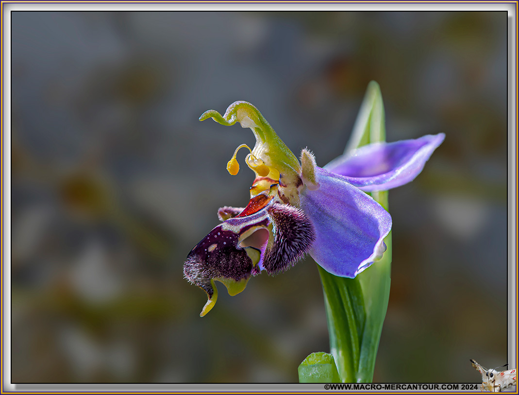 Ophrys Abeille
